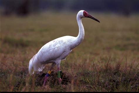 The Siberian Crane Which Is An Endangered Species Can Be Found In The