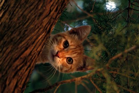 Free Stock Photo Of Cat Cute Forest