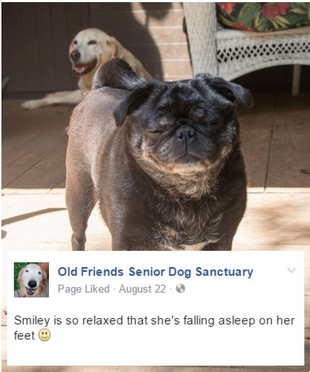 Where Love Never Grows Old Old Friends Senior Dog Sanctuary
