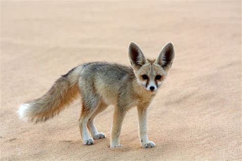 7 Fun Facts About The Fennec Fox Mnn Mother Nature Network