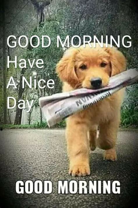 Good Morning Dog Good Morning Posters Good Morning Wishes  Good