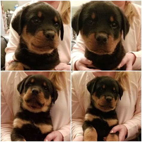 Check spelling or type a new query. Rottweiler Puppy for Sale in Brownsville, Pennsylvania