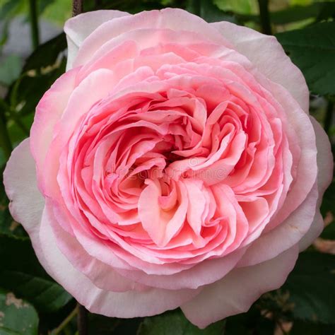 Shrub Rose Eden Rose 85 Rosa Stock Image Image Of Blooming Petal