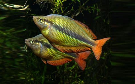 Yellow Rainbowfish Melanotaenia Herbertaxelrodi Wallpaper Hd