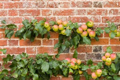 How To Grow Healthy Fruit Trees In Limited Space Using Espalier