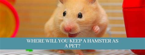 Best 10 Hamsters Facts Hamsters As Pets Zoological World