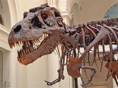 Worlds Largest T Rex Skeleton On Display In Gainesville Wjct News