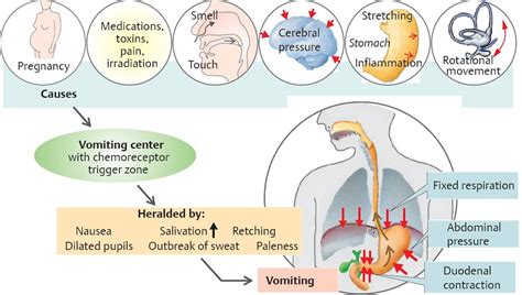 Gastrointestinal Motility Physiology An Illustrated Review