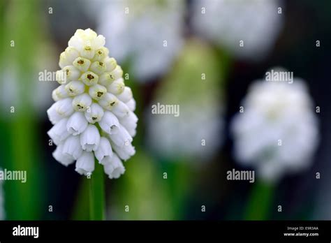 Muscari Aucheri White Magic Grape Hyacinth Spring Flower Flowers