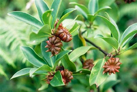 Learn more about star anise uses, effectiveness, possible side effects, interactions, dosage, user ratings and products that contain star anise. How to Grow Star Anise | Care and Growing Star Anise