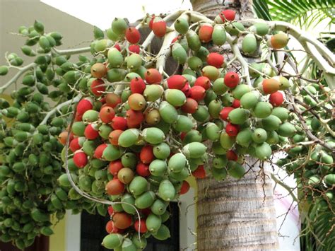 Living Rootless Palm Fruit