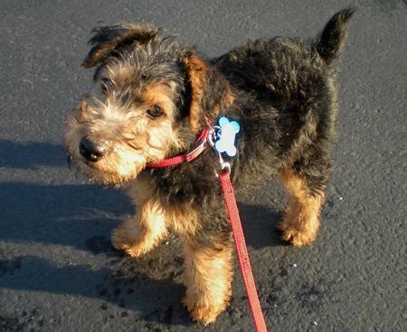 It may look like a small airedale, but the welsh terrier has its own personality. Elle the Welsh Terrier | Puppies | Daily Puppy