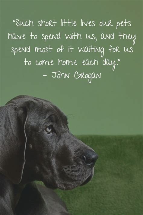 Pin By Petsmont On Bbgdy Jgffrggb Losing A Dog Losing A Dog Quotes