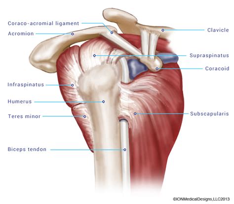 Lattisimus dorsi (tendon of long head of biceps passes through this grrove). The Rotator Cuff - Joint Preservation Center