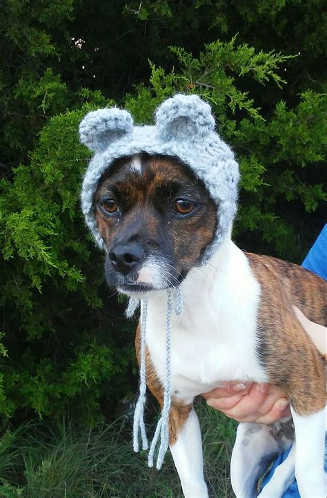 A Brown And White Dog Wearing A Knitted Hat On Top Of Its Head