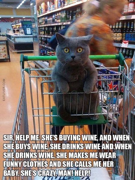 17 Times Animals Took A Ride On A Shopping Cart And Cracked Us Up