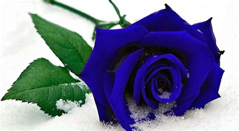 Roses In The Snow Wallpapers High Quality Download Free