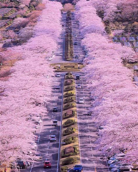 Cherry Blossom Road In Shizuoka Japan Roddlysatisfying