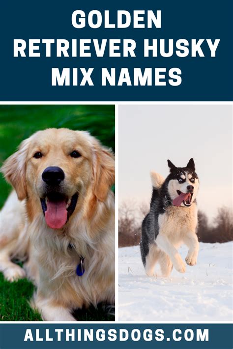 Goberian Dog The Ultimate Golden Retriever Husky Mix Breed Guide Artofit