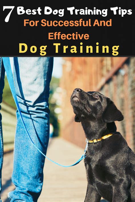 7 Best Dog Training Tips For Successful And Effective Dog Training