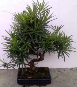 More information on podocarpus macrophyllus. China Podocarpus Macrophyllus / Bonsai / Pot Plant - China ...