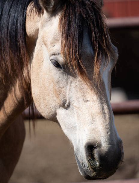 Buckskin Quarter Horse Stock Photos Pictures And Royalty Free Images
