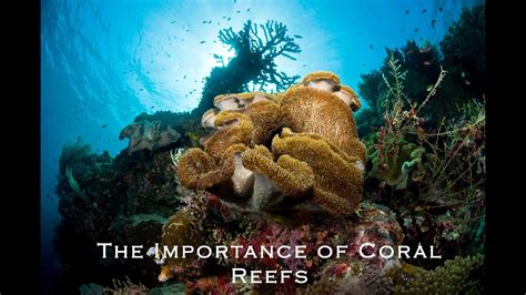 Healthy coral reefs have difficult surfaces and complicated constructions that dissipate a great deal of pressure of incoming waves as this buffers shores from currents, waves, and storms, assisting to stop loss of life, property damage, and erosion. The Importance of Coral Reefs - YouTube