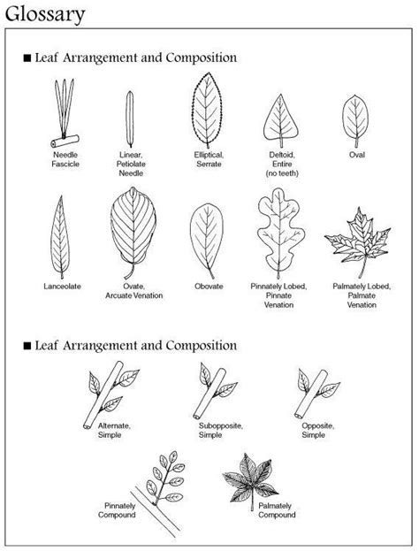 Leaf Identification Chart Printable Printable Coloring Pages