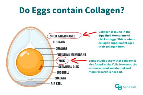 What Foods Contain Collagen There Are Only 4 Sources