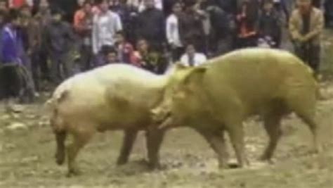 중국의 연례 돼지 싸움 수천이 관람하는 잔인한 경기 네이버 블로그