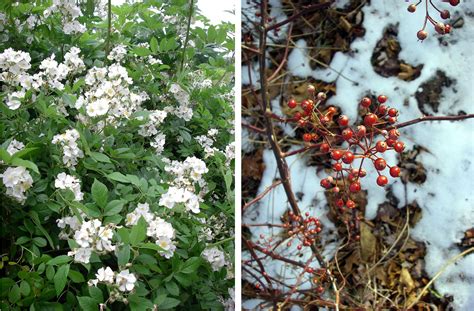 Nova scotian christmas tree producers are committed to growing quality balsam fir trees for you and your family. Invasive Plants | Forests and surface waters of Sandy Lake ...