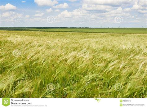 Young Wheat Field As Background Bright Sun Beautiful