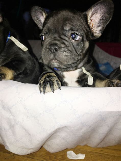 Easy, convenient, no hassle shipping across the united states. French Bulldog Puppies For Sale | San Francisco Bay Area ...