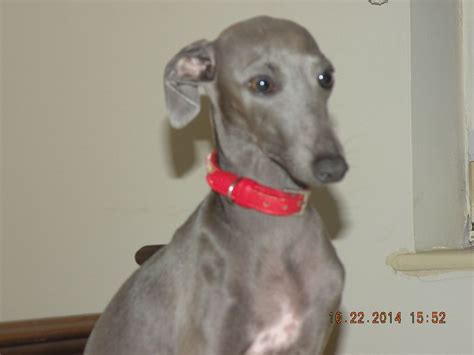We have been making families happy for 19 years now. Italian greyhound fawn puppy girl for sale. | Corby ...