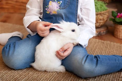 What Breeds Are Best As Pet Rabbits Simplyrabbits Rabbit Care