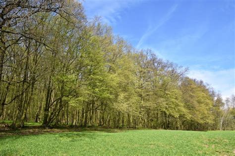 Free Photo Panorama Beautiful Green Forest In Springtime