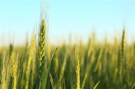 Premium Photo Beautiful Spikelet On Wheat Field Closeup