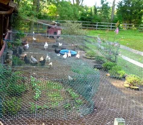 How And Why To Landscape Your Chicken Run Fresh Eggs Daily With Lisa
