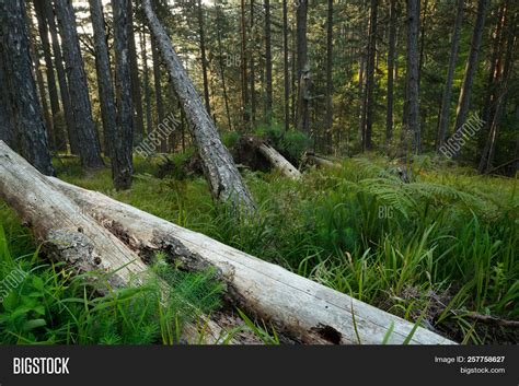 Broken Trees Pine Image And Photo Free Trial Bigstock