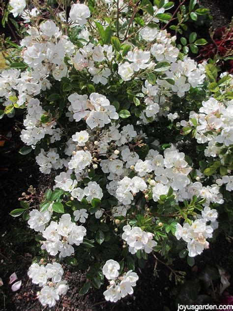 Jun 22, 2020 · they are not a uniform size since the height of the plant will vary among varieties. See How Easy It Is To Prune Miniature Roses