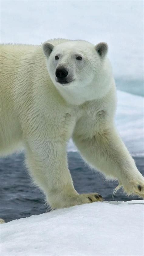 Polar Bear Wallpaper Backiee
