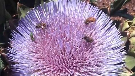 Plant bees favourite flowers in your garden if you can. Honey bees and native bee on an artichoke flower in ...