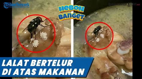 Menggelikan Video Lalat Bertelur Di Atas Makanan Membuat Heboh Youtube
