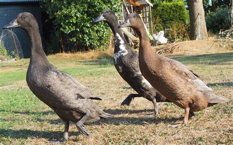 Maybe you would like to learn more about one of these? Indian Runners For Sale | Ducks | Breed Information | Omlet