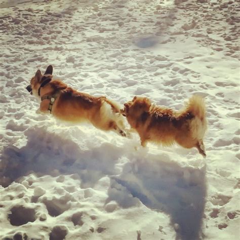 12 Corgis Whose Magical Fluffy Butts Give Them The Power