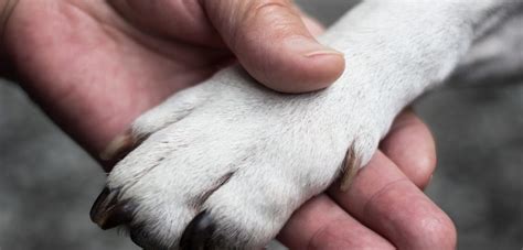 Can a cat be an emotional support animal? Emotional Support Animals Can Comfort Lupus Patients