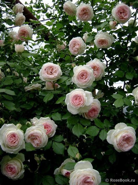 Rosa Bild Pierre De Ronsard Eden Rose