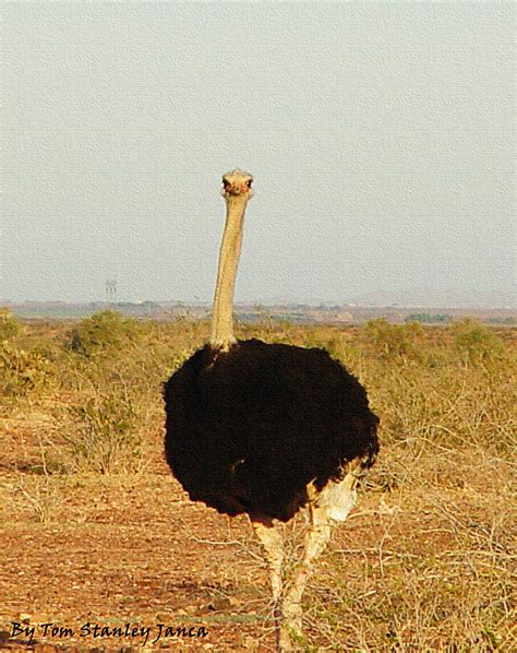 Wild Arizona Ostrich Loose Maybe I Was Traveling Down Th Flickr