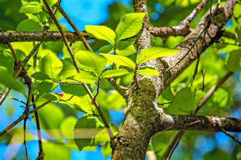 Bright Green Leaves On The Tree Selective Focus Stock Photo Image Of