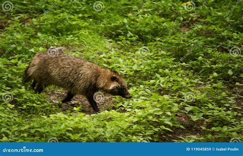 Raccoon Dog In The Forest In South Korea Stock Image Image Of Racoon